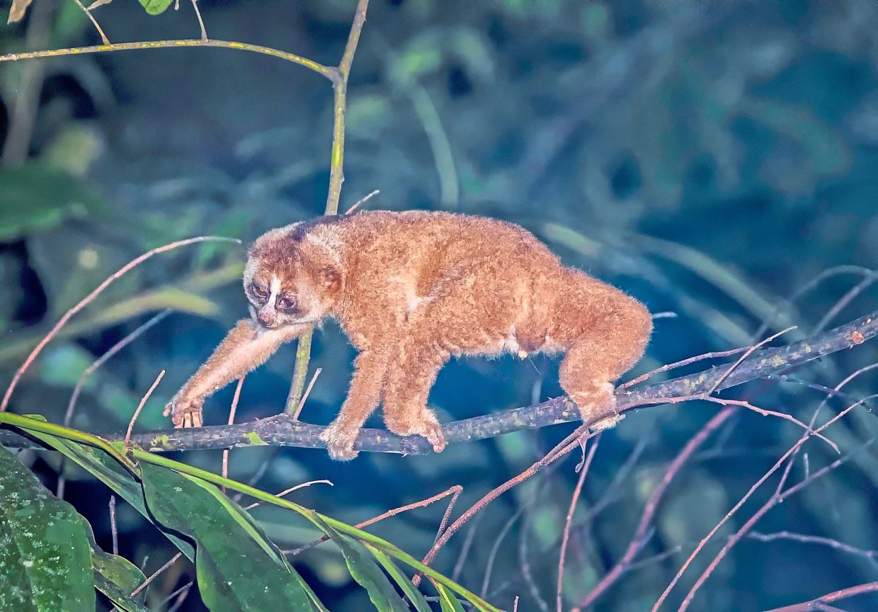 The elusive Sunda slow loris makes a rare ­appearance during a nocturnal walk. With its large, soulful eyes adapted for night vision, this shy primate moves silently through the dark foliage.