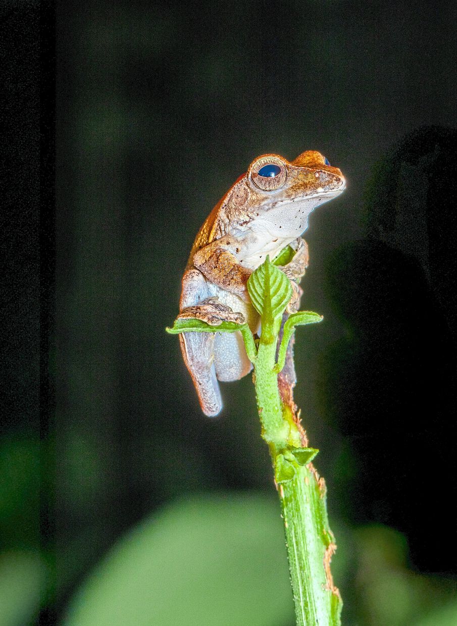A tree frog gripping a young shoot with its delicate limbs. With bulging eyes and remarkable balance, it is a miniature guardian of the night.