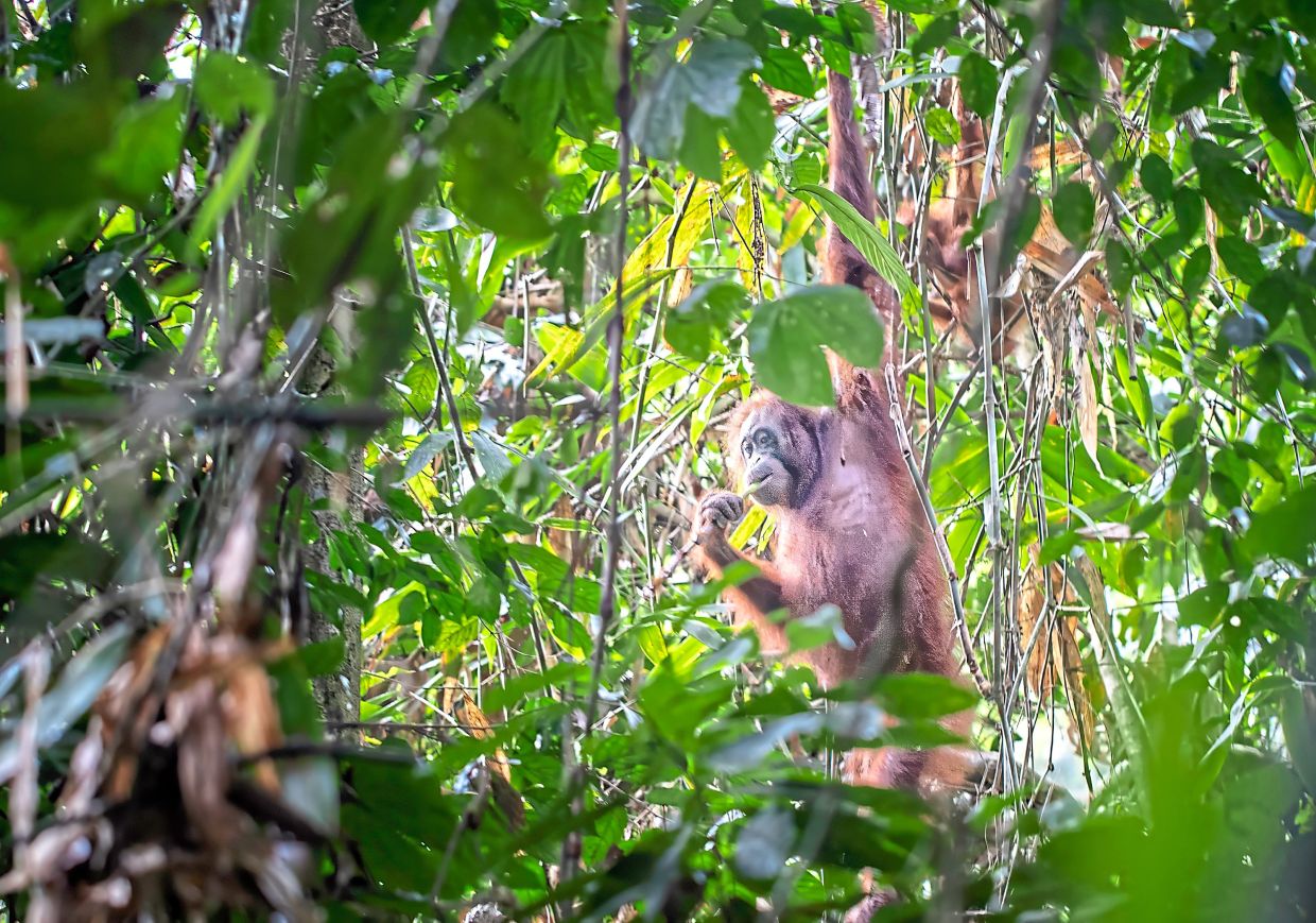 A female orangutan pausing mid-meal in the dense jungle of Danum Valley. Intelligent and observant, her every movement echoes the ancient rhythm of the rainforest.