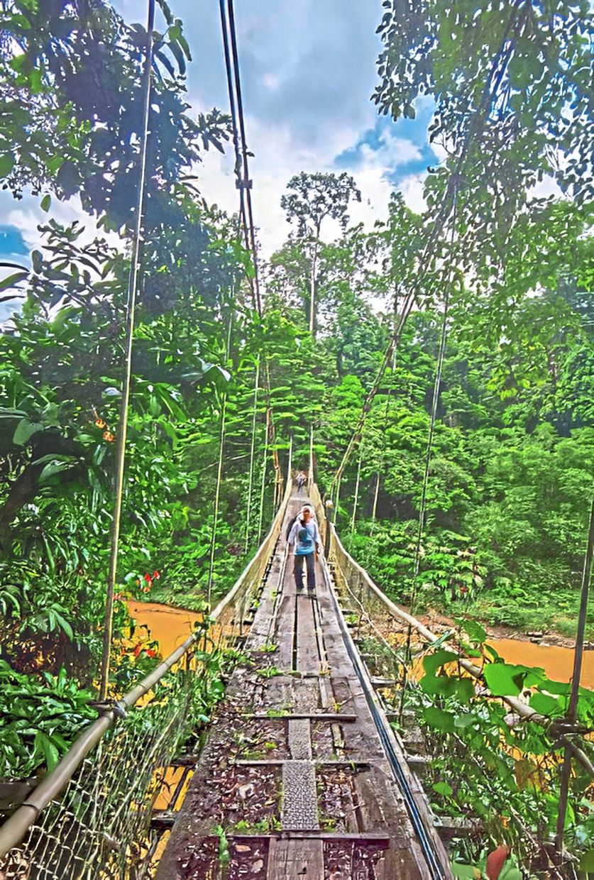 A hiker stepping onto one of Danum Valley’s iconic suspension bridges. Below it flows a tea-coloured river, while around him, the rainforest towers in every direction – lush, alive and utterly humbling.