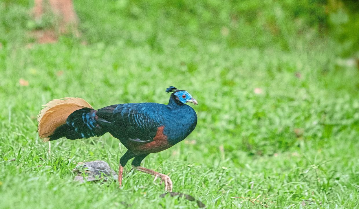 Dashing across a clearing, this rare Bornean Crested Fireback pheasant flaunts iridescent plumage and a striking blue face – a brief but thrilling glimpse into the jungle’s hidden birdlife.