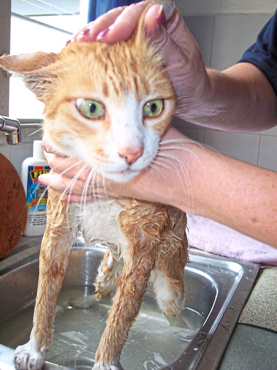 Au looking horrified but not struggling during a bath after a fall into the storm drain.   