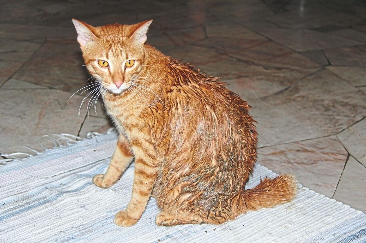 Guido after falling into the storm drain. — Photos: ELLEN WHYTE