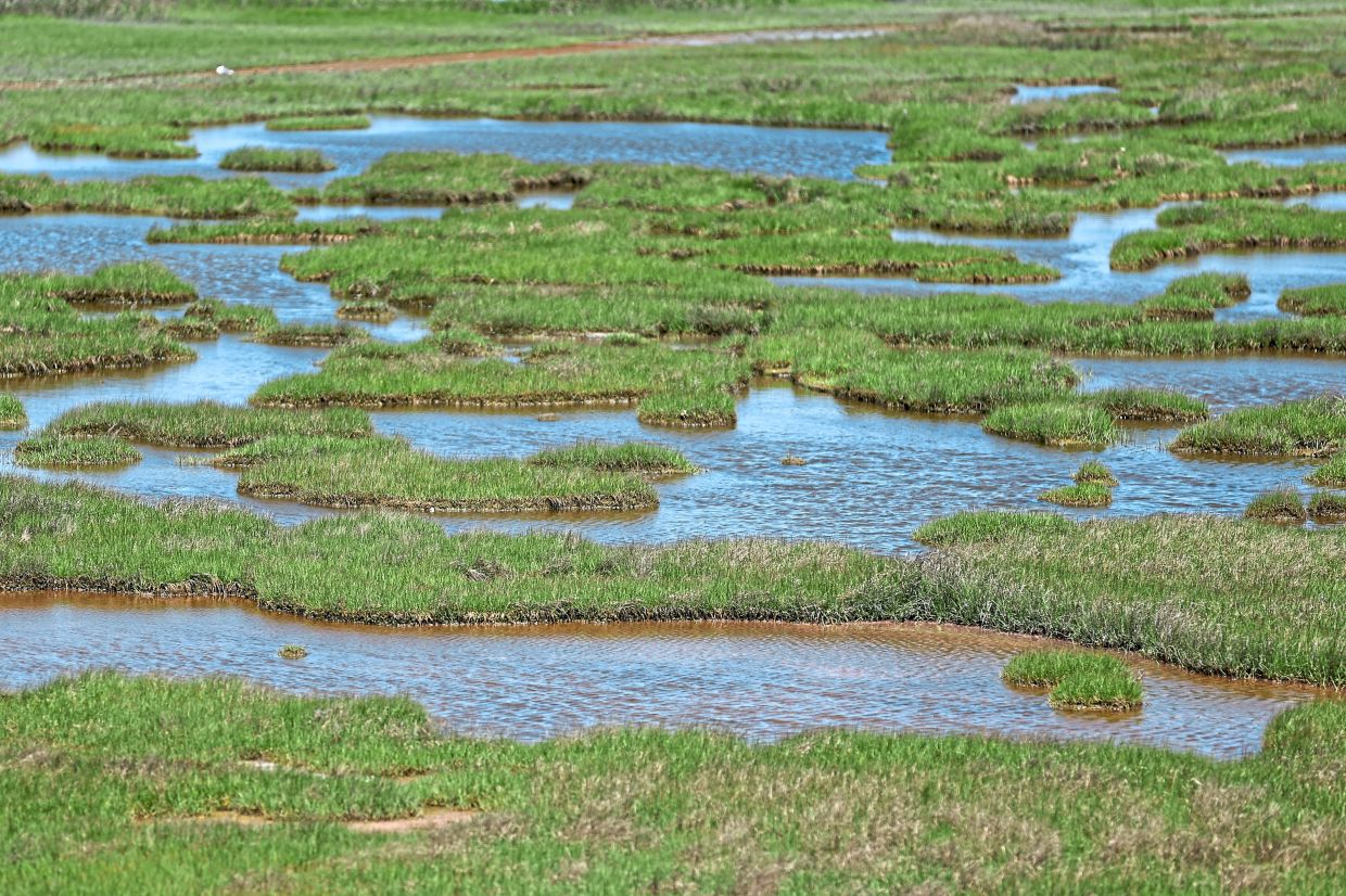 Pools of water that used to be solid marsh at Scotch Bonnet Island behind the Wetlands Institute in Stone Harbor. — Photos: MONICA HERNDON/The Philadelphia Inquirer/TNS