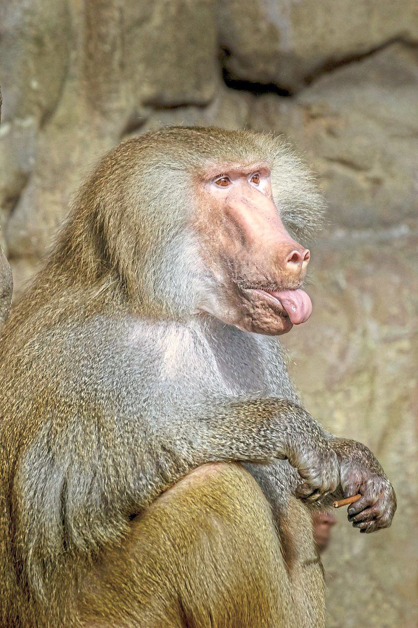Male baboons guard ovulating females so that other males can't get close.
