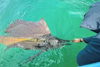 Fly fishing mayhem in Rompin as the monster sailfish hit hard