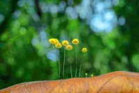 Hiking trails are a living gallery of wonders for macro photography enthusiasts