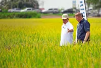 New padi varieties tackle weedy rice