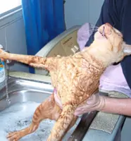 Katz Tales: No more bathing the cat, hooray!