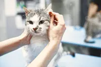 All you need to know about cat fleas