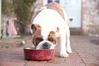 Choosing the best food for your dog