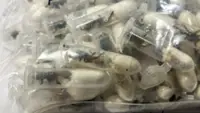 German customs officials find 1,500 tarantulas hidden in biscuit packaging from Vietnam