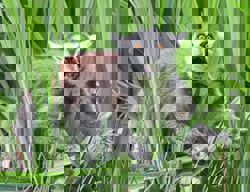 Alpha males are rare among our fellow primates: scientists