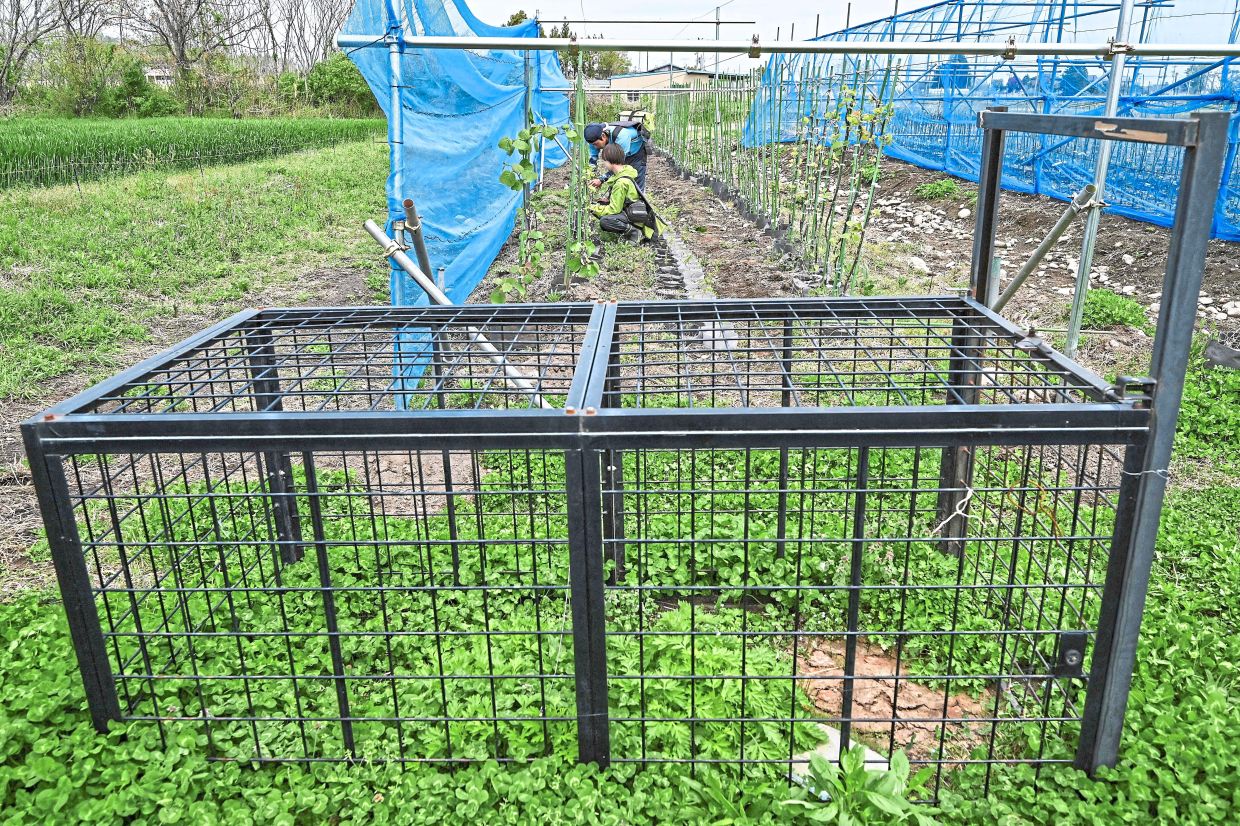 An animal trap (front) next to farm plots used by ReFruits in the town of Okuma. — AFP