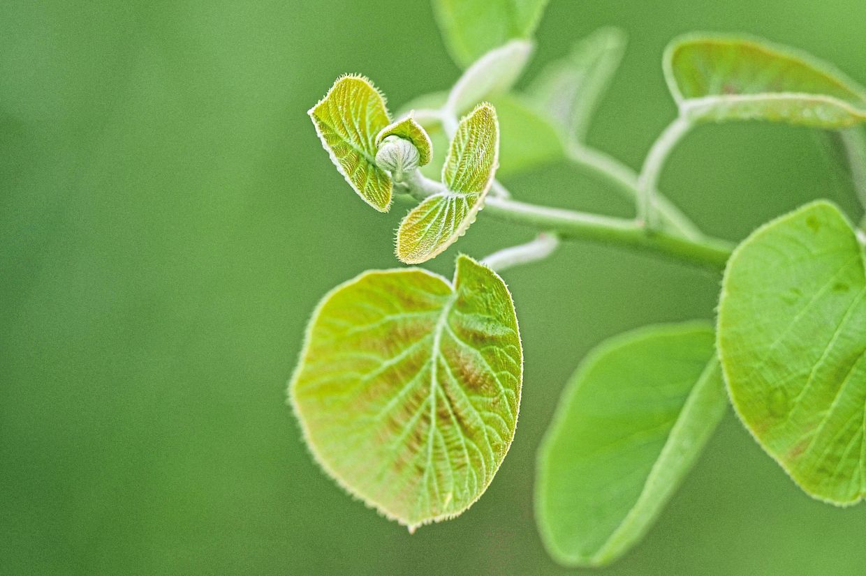 A kiwi bud on a vine, on a plot of land managed by ReFruits.