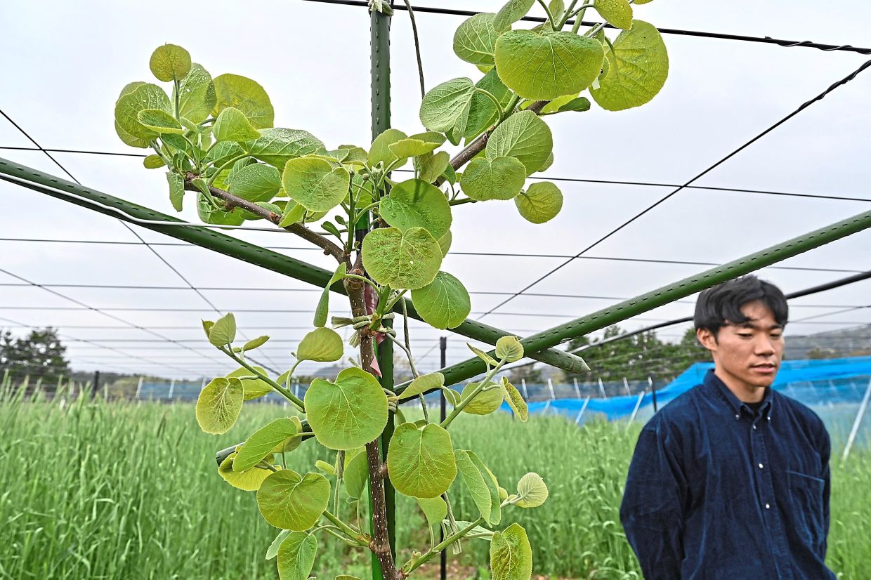 Haraguchi, head of ReFruits, at his farm, in the town of Okuma. He tends to his kiwi saplings under the spring sunshine, bringing life back to a former no-go zone.