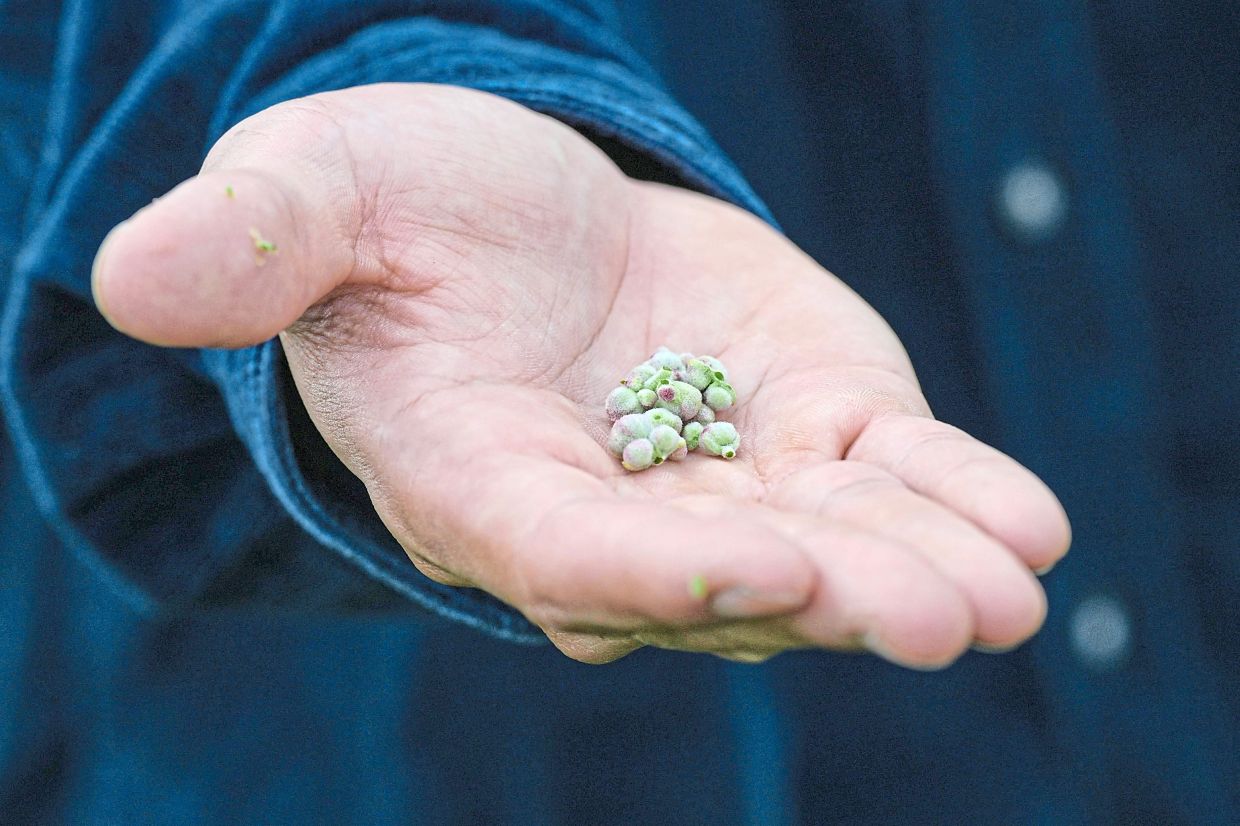 Haraguchi holding buds as he speaks at his farm. — AFP