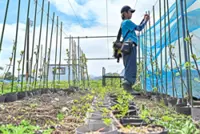 Fruits of Fukushima