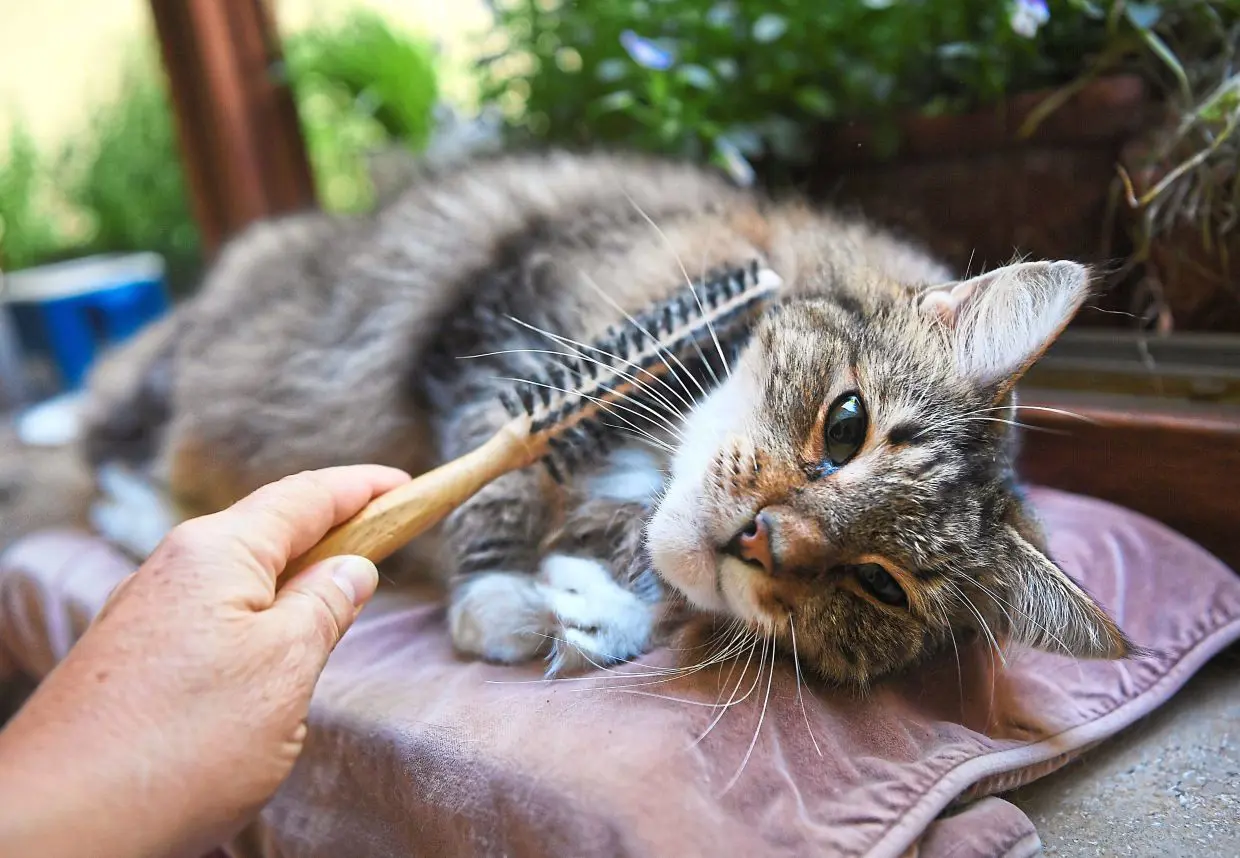 Will Grooming Cat Help Allergies: Essential Tips for Relief