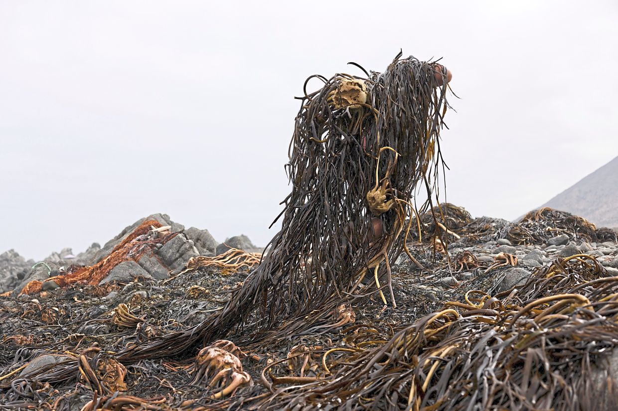 Pedro Codeso harvests seaweed during his workday on the shoreline in the Antofagasta Region.— Photos: PABLO SANHUEZA/Reuters