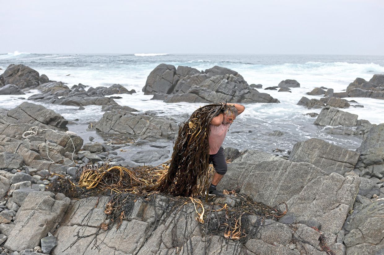The health of Chile's marine forests is threatened by warming oceans and pollution.— Photos: PABLO SANHUEZA/Reuters 
