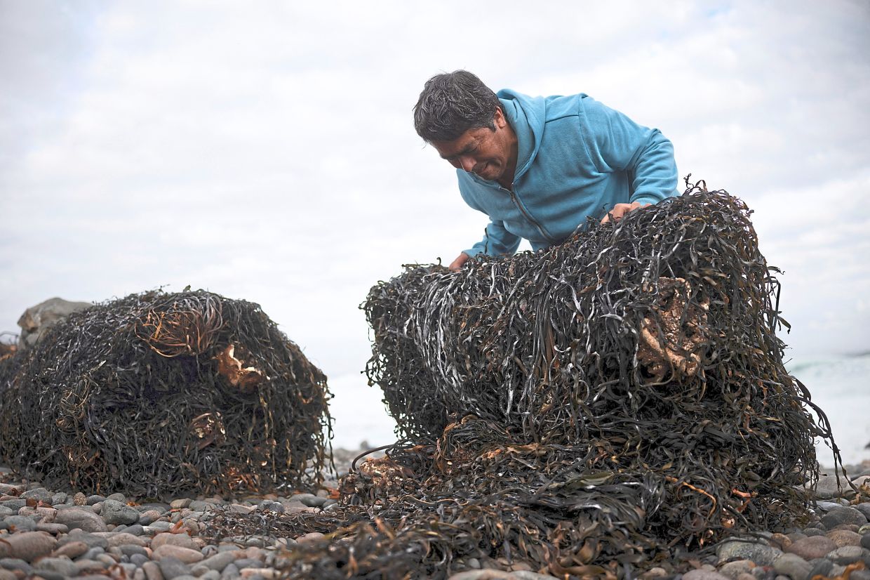 Gutierrez prepares rolls of seaweed on a beach.— Photo: PABLO SANHUEZA/Reuters 
