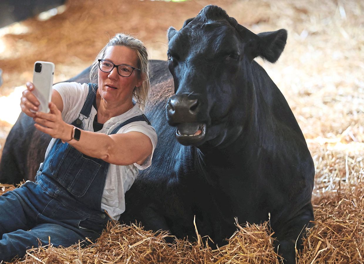 Visitor Helen Decker takes a selfie with a cow.