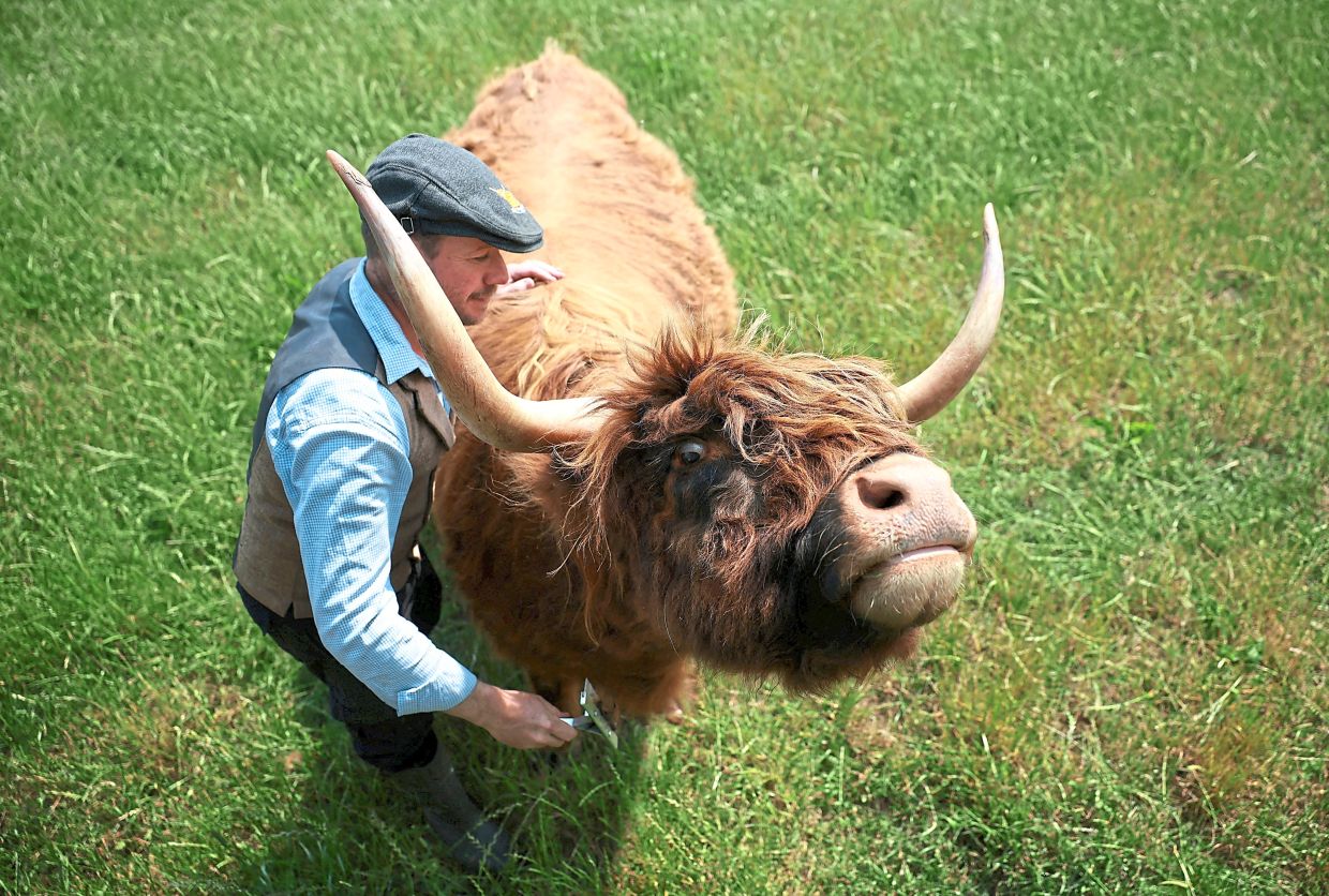 McCune brushes a cow from a herd of Highland Cattle in a field.