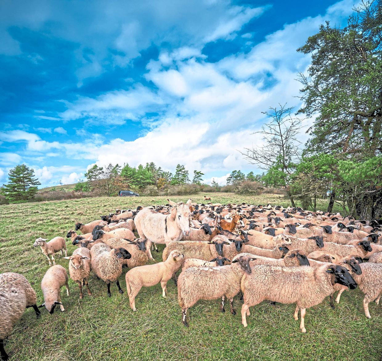 Pauline, a 4-year-old donkey, helps handle a herd of 300 sheep and 25 goats in central Germany's Rhön region. Photo: Andreas Arnold/dpa