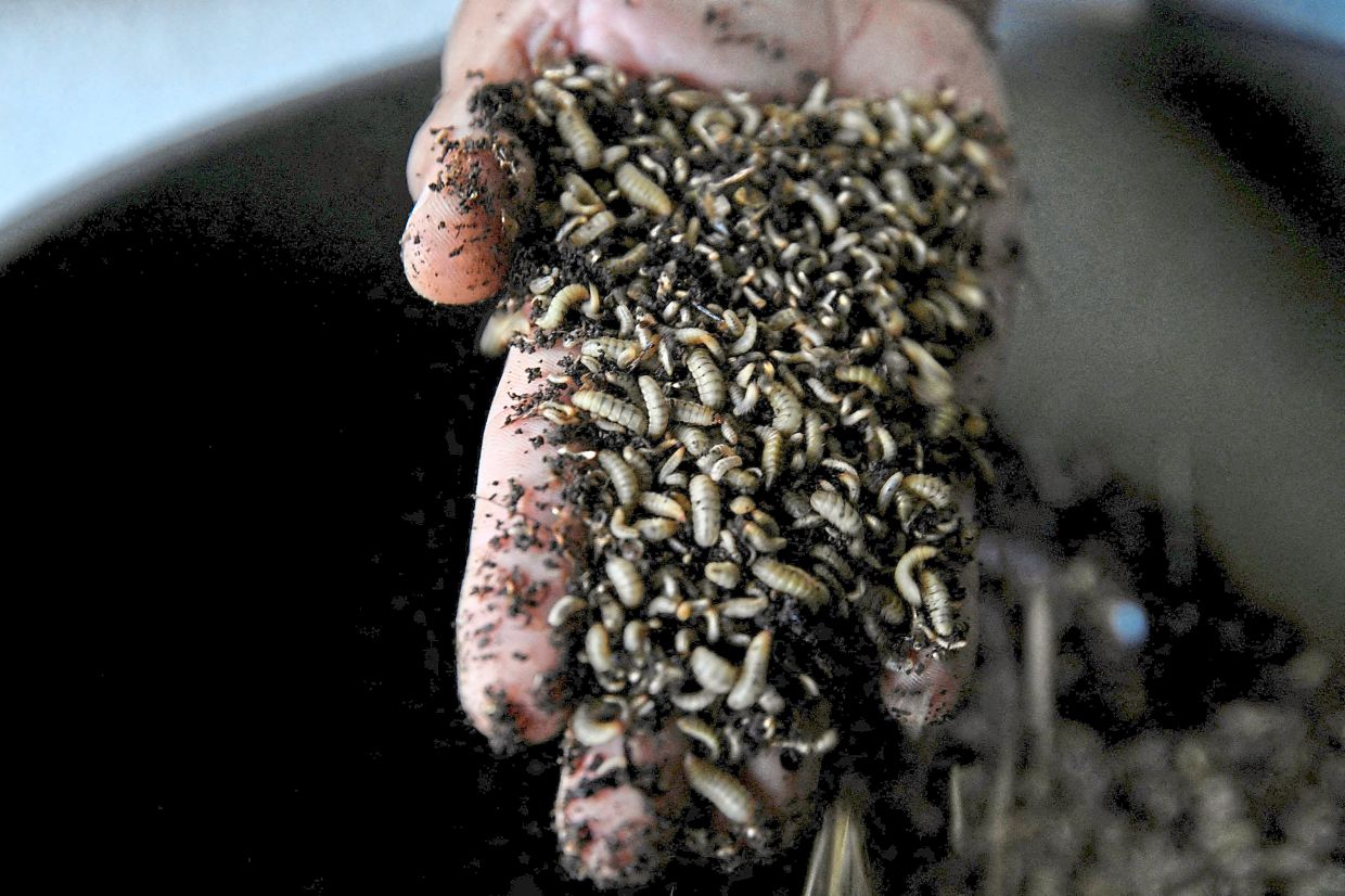 The larvae of black soldier flies.