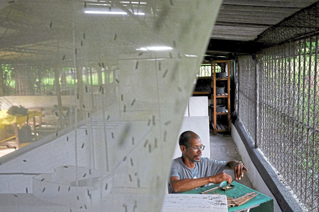 Diaz works beside black soldier flies contained in a net at his farm's workshop on the outskirts of Havana, Cuba.