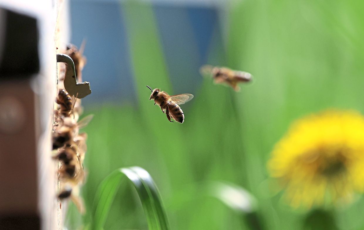 Bees fly across a meadow heading for the entrance to their hive. 