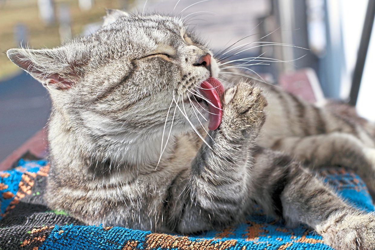 Cats lick to moisten their whole body to dispel heat.