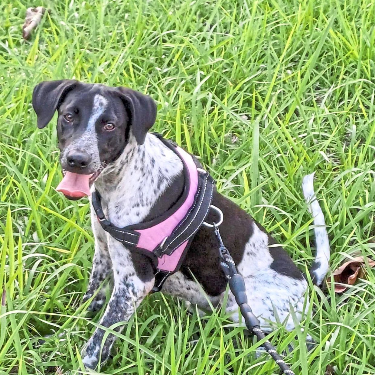 Photo: SHANNON LAM/KL Pooch Resort and Rescue