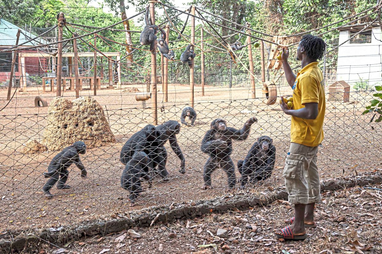 A caretaker feeds chimpanzees inside their playground area at the Tacugama Chimpanzee Sanctuary in Freetown.