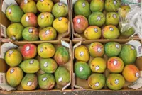 Mango mania spurs a selling frenzy