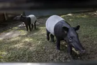 Injured tapir rescued from Selangor durian orchard
