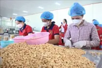 Vietnam targets US$4.5bil in cashew exports for 2025
