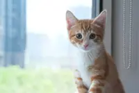 During kitten season, animal shelters in the US need all the help they can get