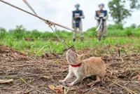 Giant rats sniff out land mines in Cambodia