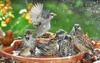How to put out water for birds and insects in your garden or balcony