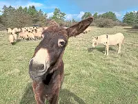 No bark, just brays: Donkeys, not dogs, herd sheep in Germany