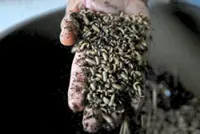 Meet the former doctor breeding flies for fish feed in Cuba