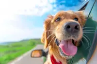 How to keep your pet cool and comfy when it's hot outside