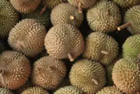 Man in Thailand injured after falling face first onto durian in traffic accident
