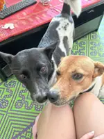Dog Talk: Why do dogs fear trucks, thunder, and fireworks? A Malaysian vet explains