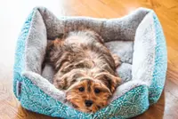 Want a quieter dog? Here are a few tips
