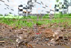 Giant rats sniff out land mines in Cambodia