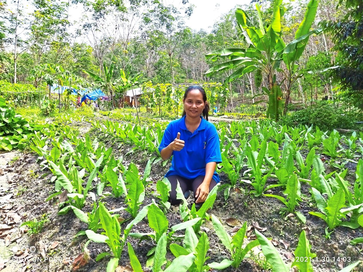 Indian lettuce is among the vegetables planted by Maimun.
