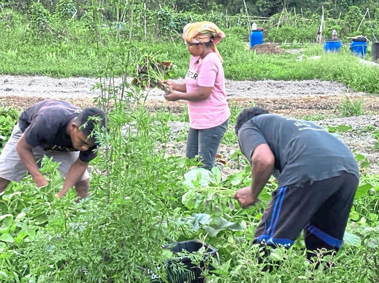 The Orang Asli farmers working together on the community farm.